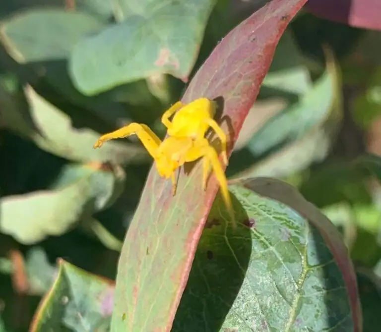 Xysticus Funestus - Deadly Ground Crab Spider - USA Spiders