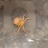 Xysticus Funestus - Deadly Ground Crab Spider - USA Spiders