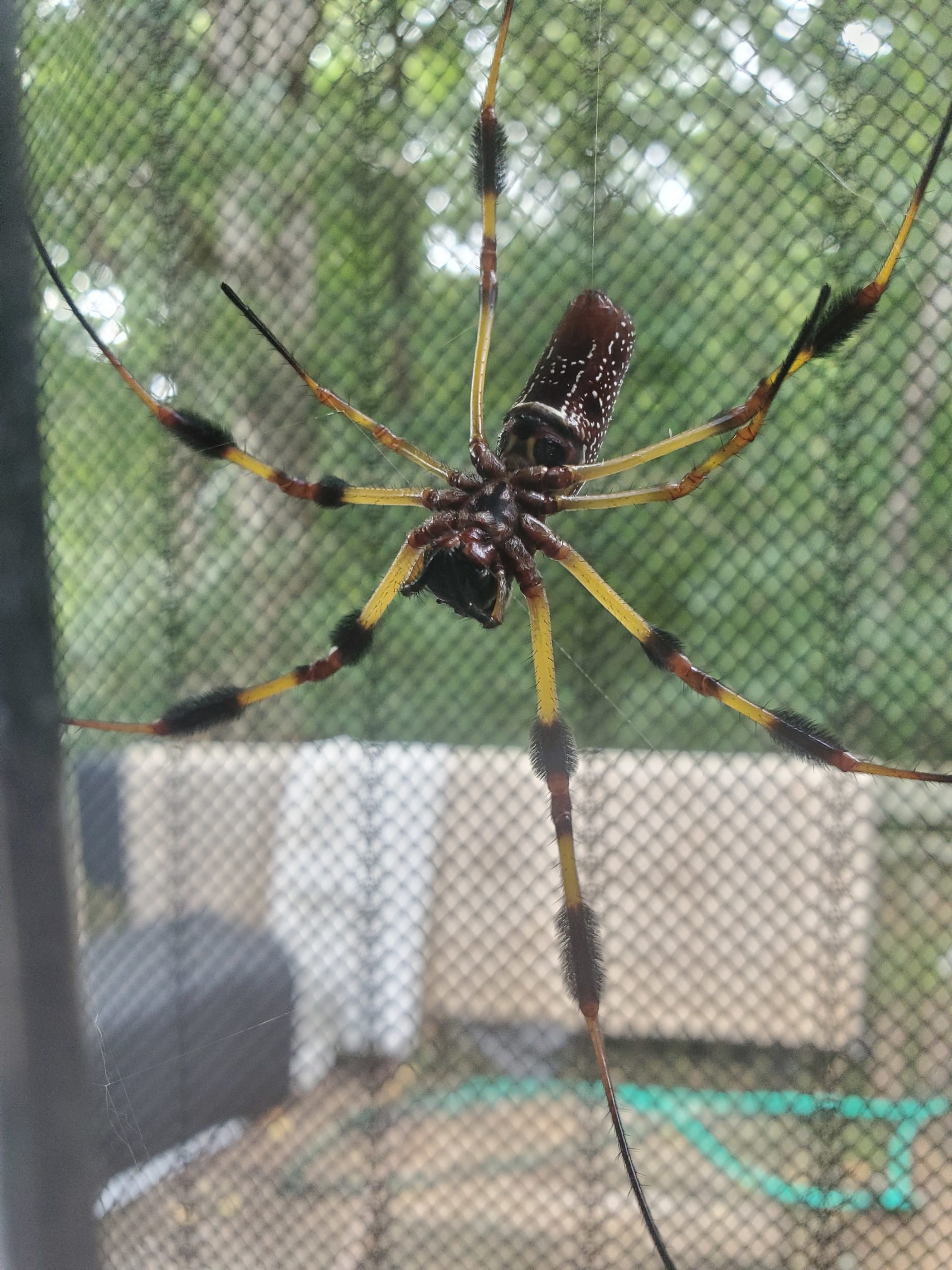 Trichonephila Clavipes - Banana Spider - USA Spiders