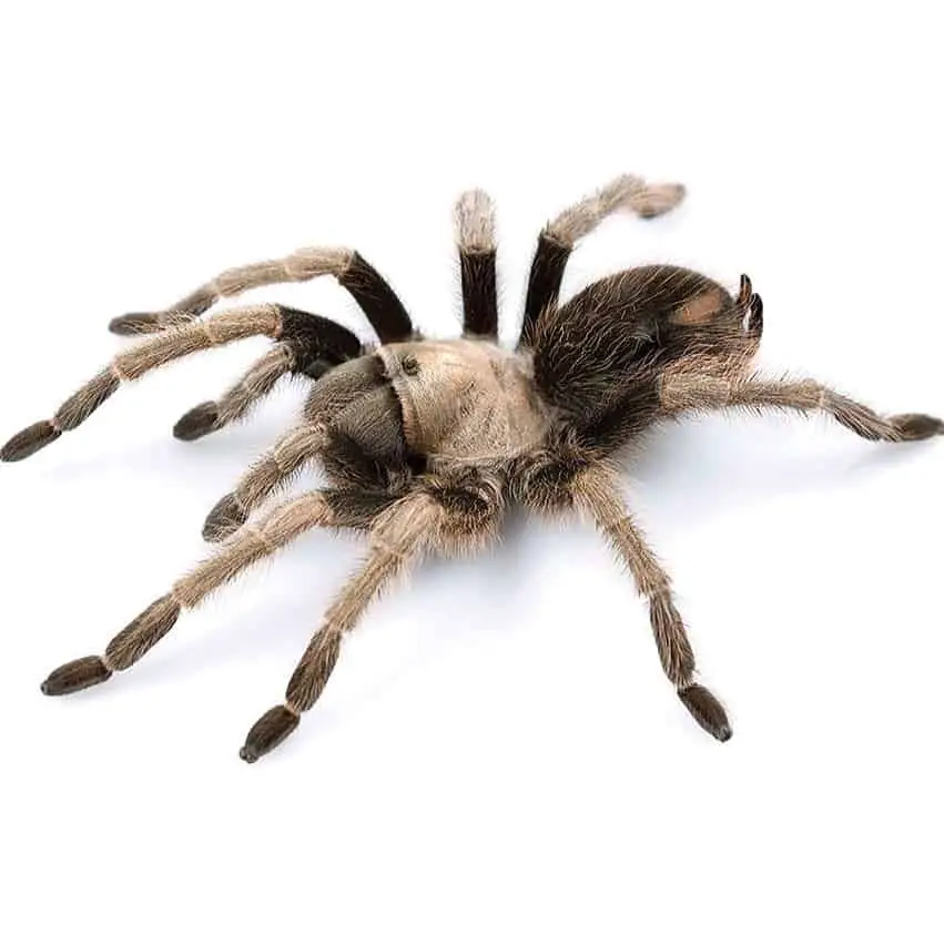 Aphonopelma eutylenum california ebony tarantula information