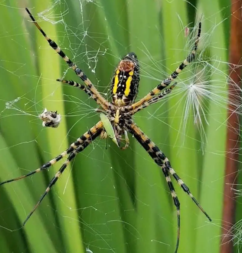 Argiope Aurantia - Black and Yellow Garden Spider - USA Spiders