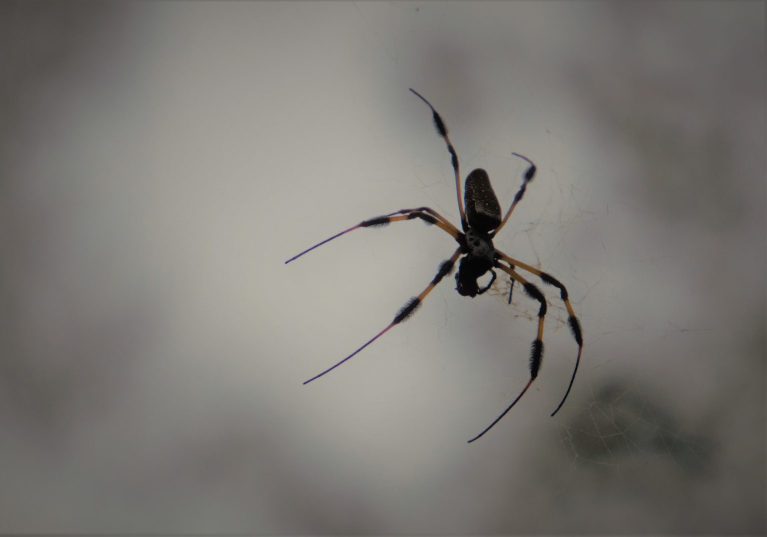 Trichonephila Clavipes Banana Spider USA Spiders