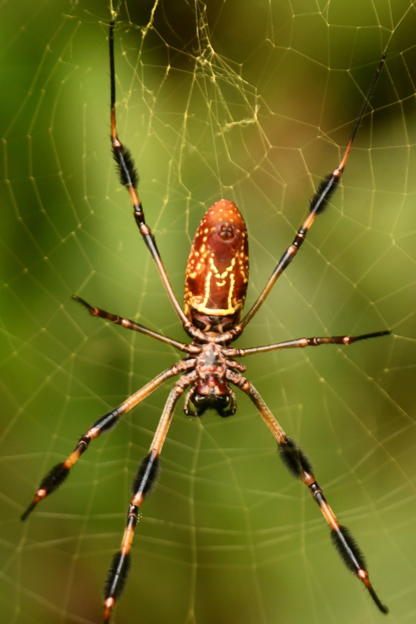 Trichonephila Clavipes - Banana Spider - USA Spiders