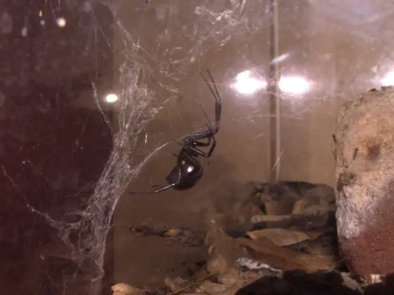 False black widow in its web cobweb spider black steatoda grossa
