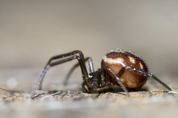 Steatoda Grossa - False Black Widow Spider - USA Spiders