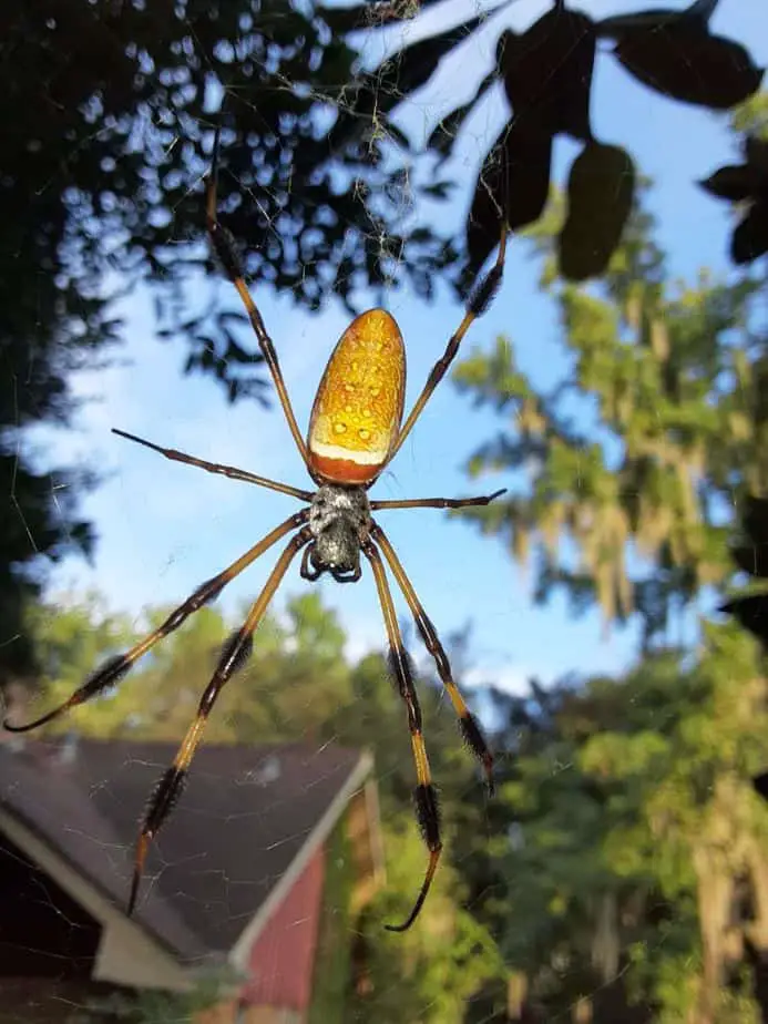 Trichonephila Clavipes - Golden-Silk Orb Weaver - USA Spiders