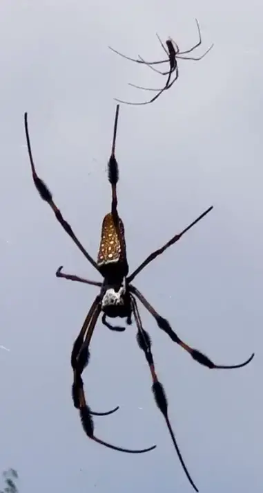 Trichonephila Clavipes Banana Spider Usa Spiders