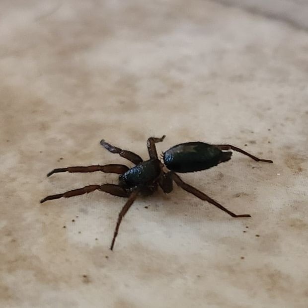 Herpyllus Ecclesiasticus – Eastern Parson Spider