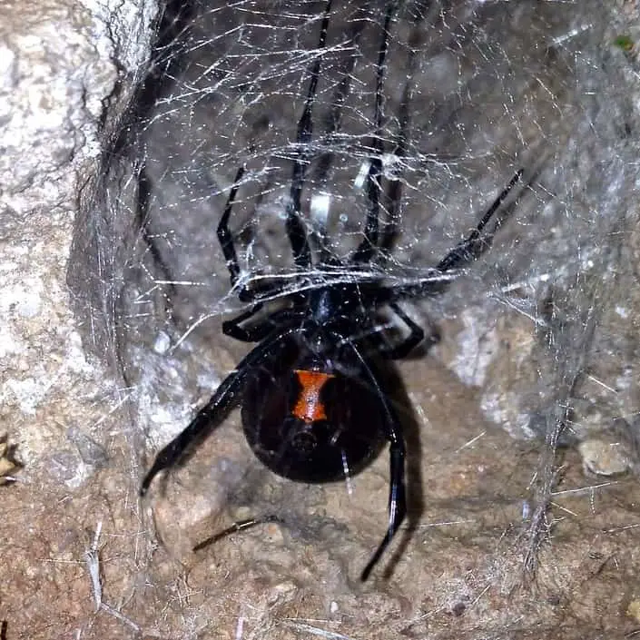 poisonous spiders black and yellow