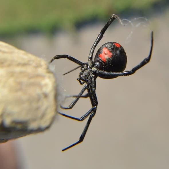 Latrodectus Mactans - Southern Black Widow - USA Spiders