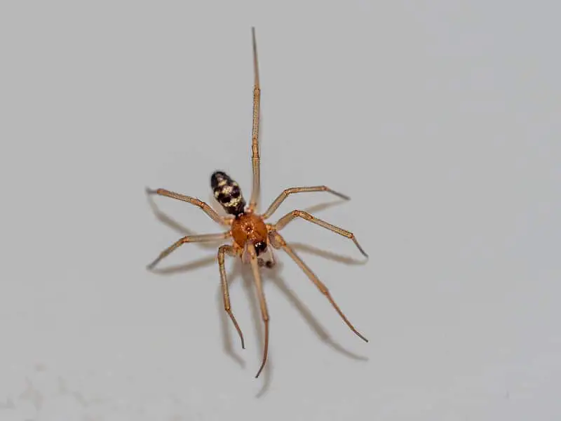 Male cupboard spider steatoda grossa brown orange body