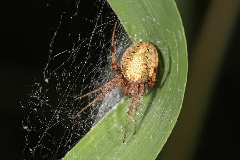 Neoscona Arabesca Arabesque Orb Weaver USA Spiders