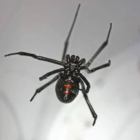 Northern black widow latrodectus variolus