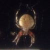 Neoscona crucifera - Spotted Orb Weaver - USA Spiders