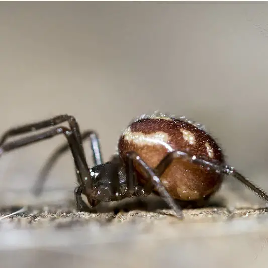 Steatoda Grossa – False Black Widow Spider