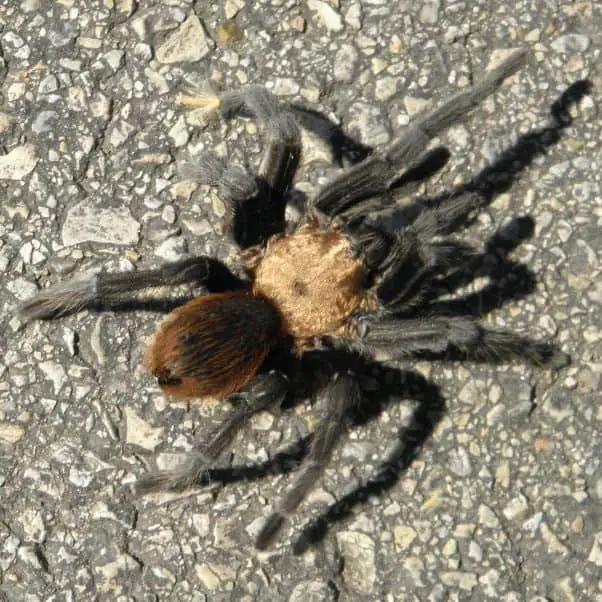 Texas brown tarantula on the street in texas size around 4 inches leg span