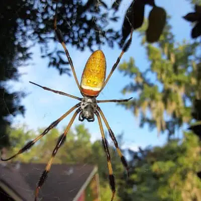 Trichonephila Clavipes – Banana Spider