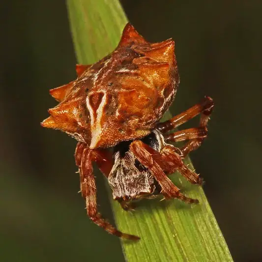 female acanthepeira stellata star bellied orb weaver