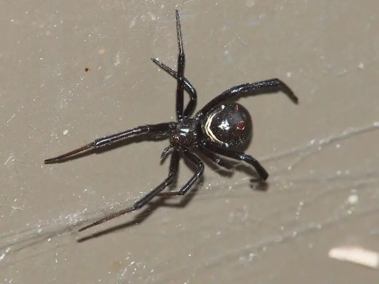 Latrodectus Hersperus Western Black Widow Usa Spiders