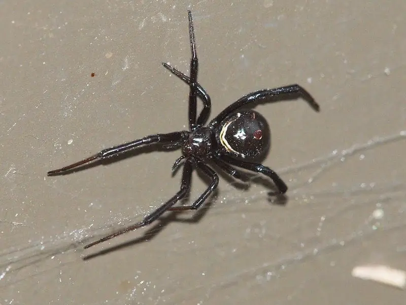 latrodectus hesperus western black widow juvenile female spider