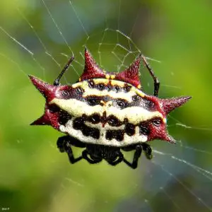 Spiny Orbweaver Gasteracantha cancriformis small round spider with spikes white black red