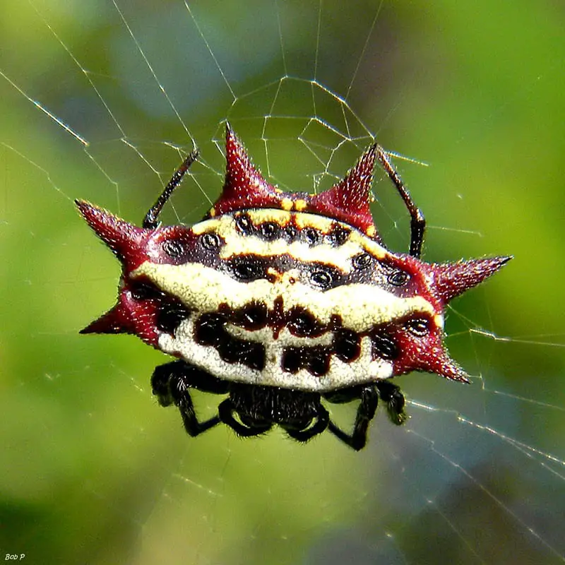 Dark spider with white line down the back - Eriophora ravilla 