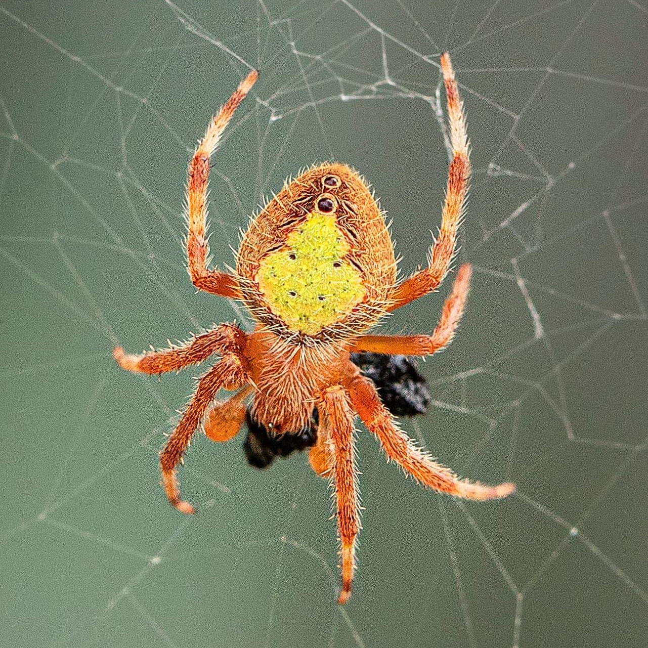 Tropical Orb Weaver – Eriophora Ravilla - USA Spiders