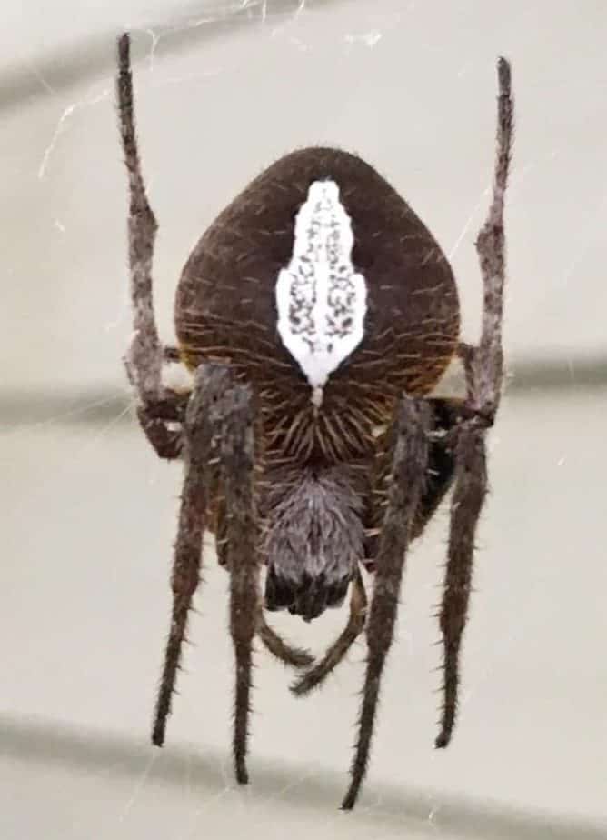 Tropical orb weaver dark brown with white marking on back in web