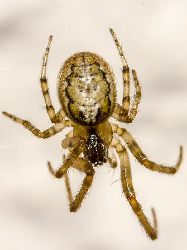 Missing Sector Orb Weaver – Zygiella X-Notata - USA Spiders