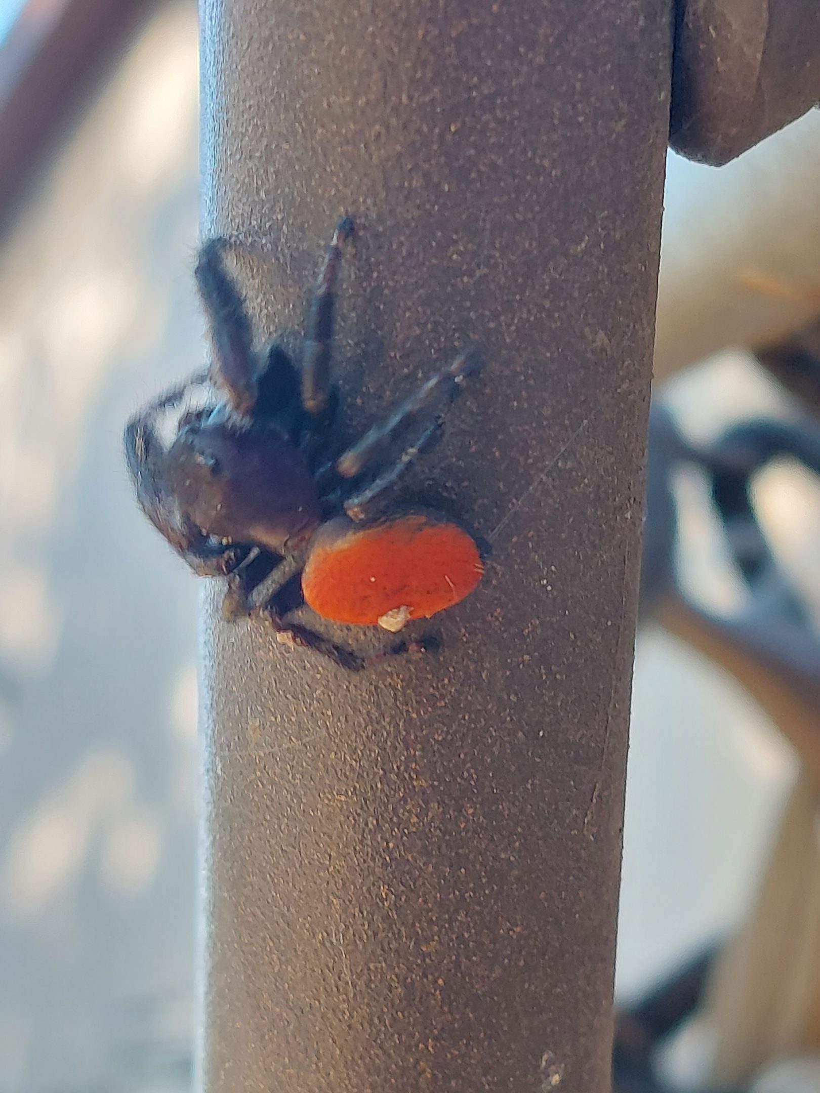 Red-backed Johnsoni spider.