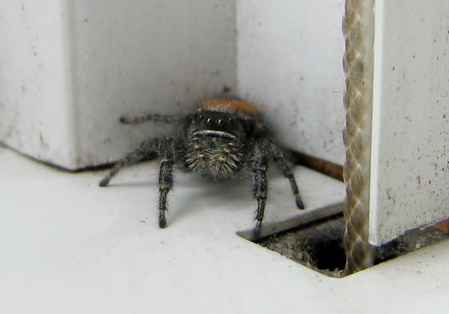 Red backed jumping spider iredescent chelicerae jaws