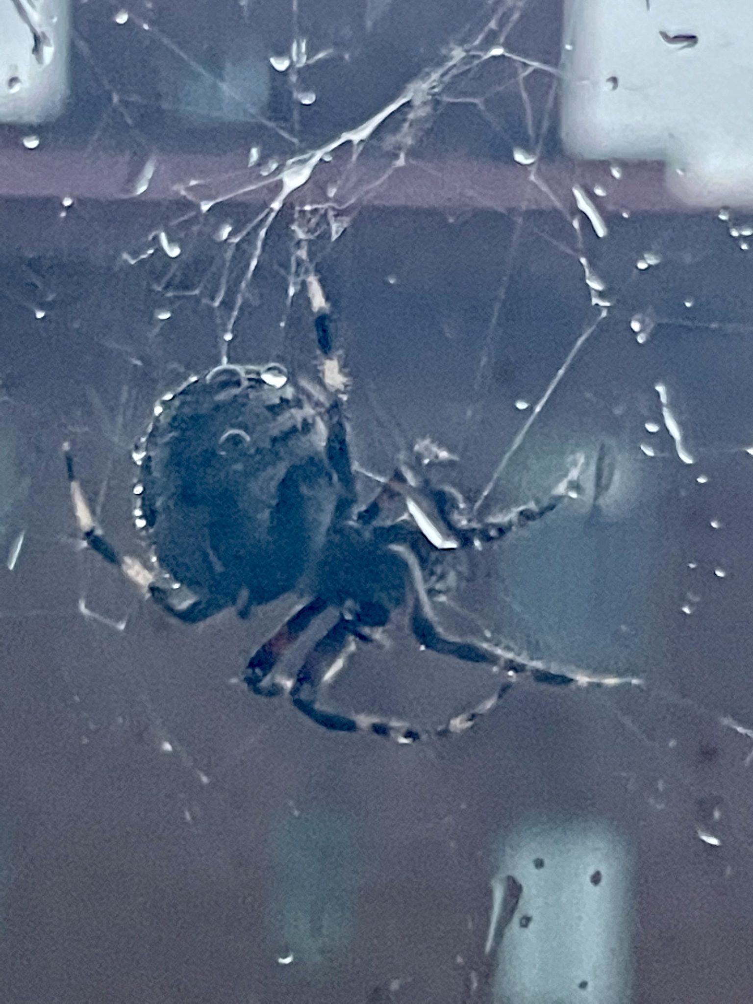 Neoscona Western Spotted Orb Weaver – Neoscona Oaxacensis - USA Spiders