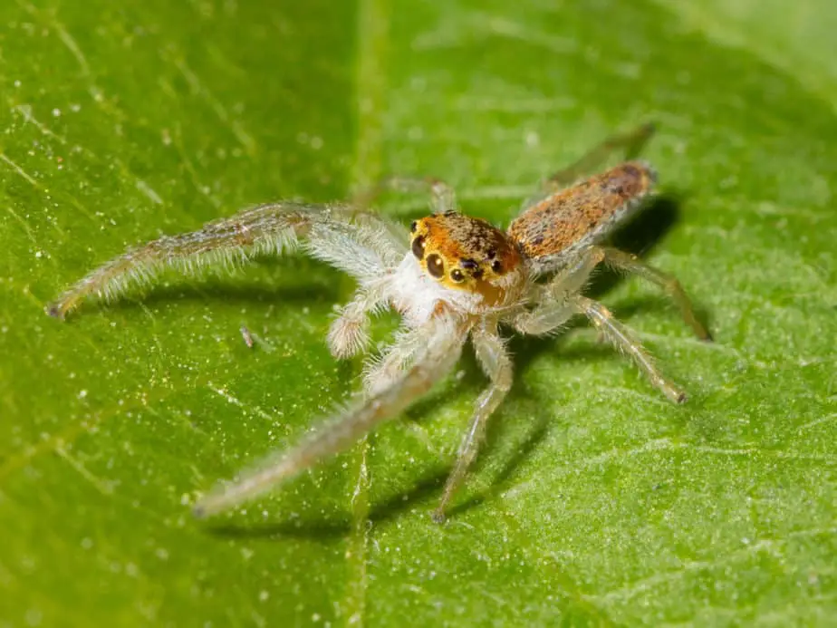 A male Hentzia mitrata brown jumping spider