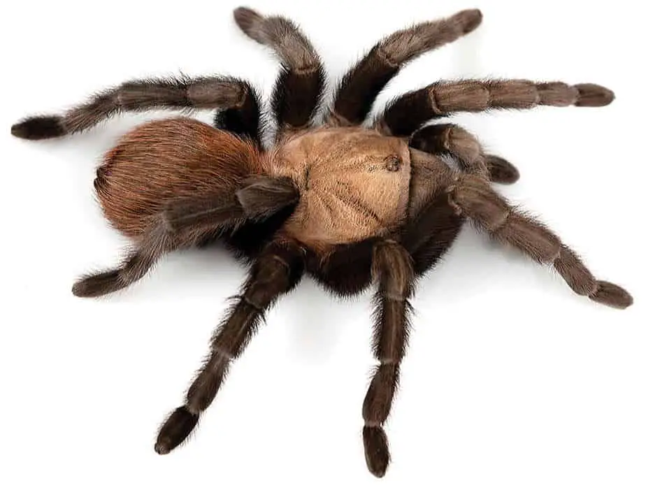 Aphonopelma anax female texas tan tarantula one of the most common tarantulas in Texas