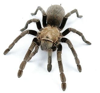 Tarantulas in Texas - USA Spiders