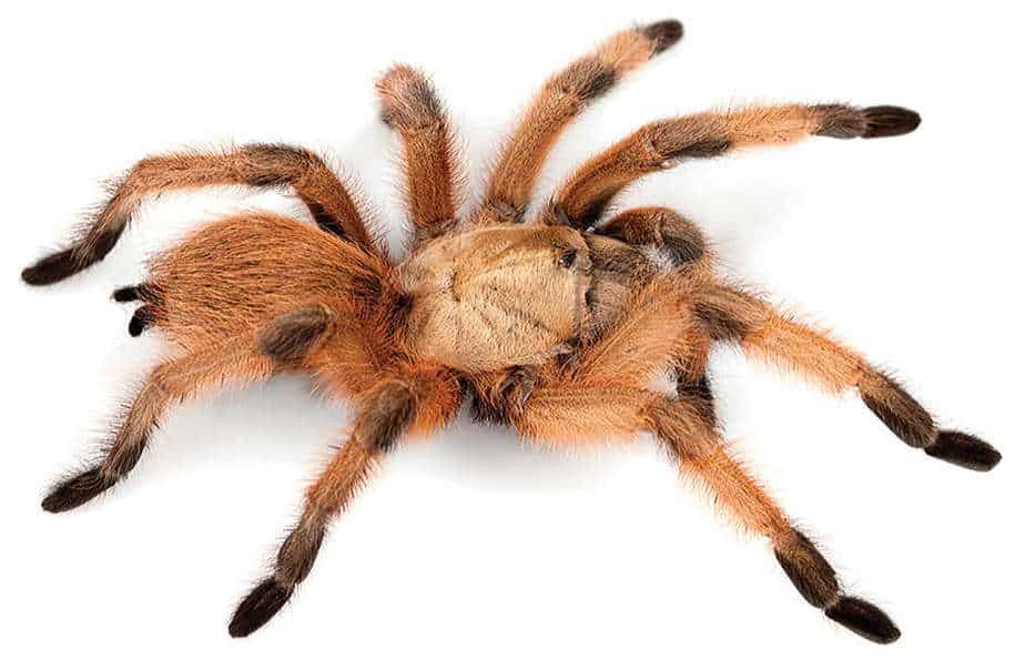 Aphonopelma moderatum female found in Southern Texas