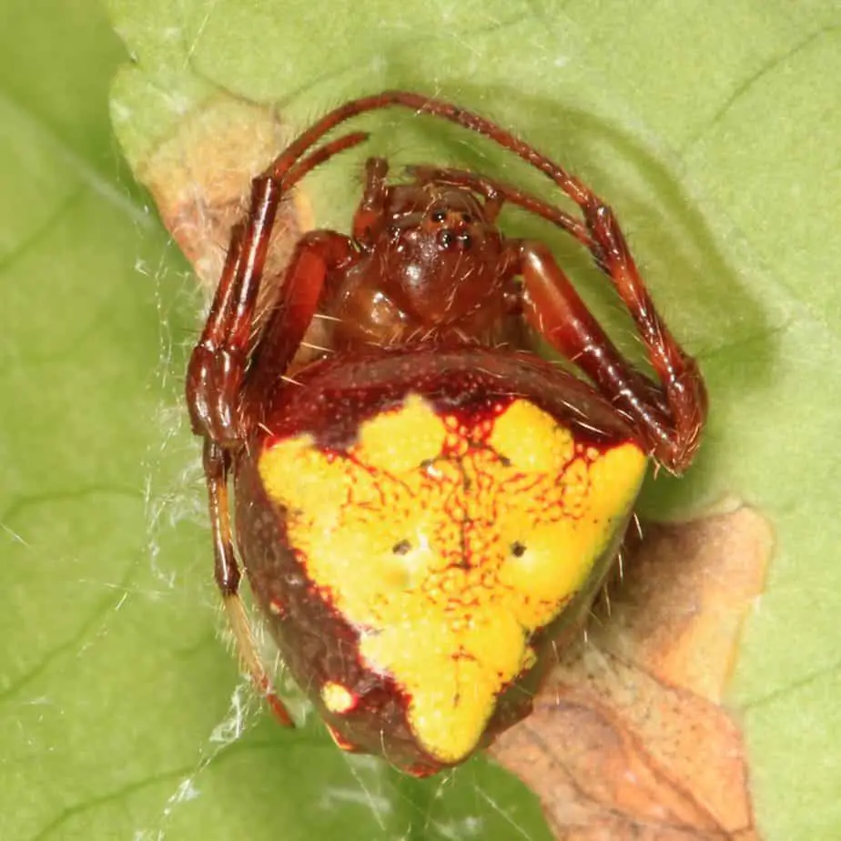 Spiders In Wisconsin Usa Spiders