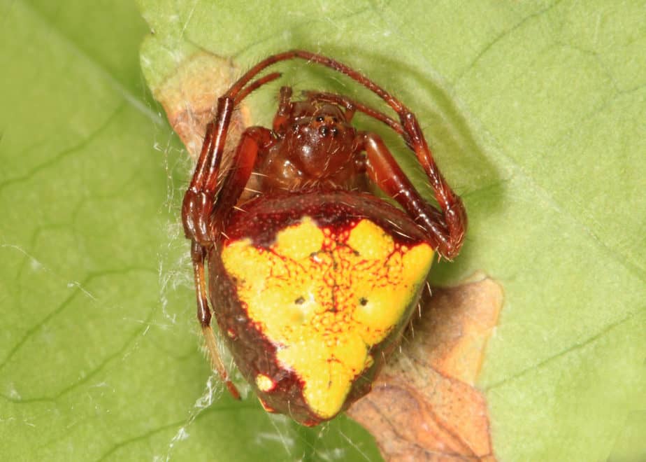 Arrowhead orb weaver Verrucosa yellow triangle on back orange spider