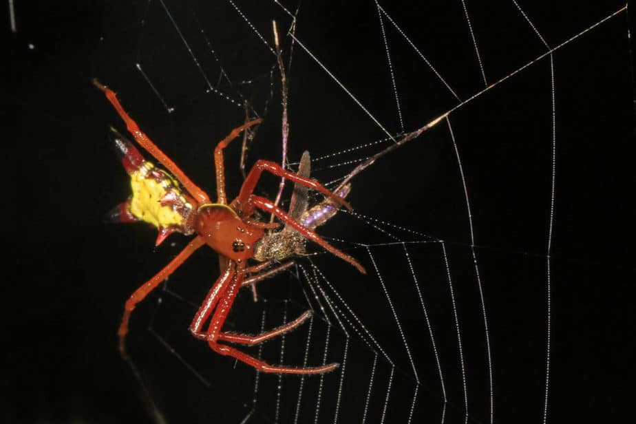 Brown, orange, yellow spider in web with black spines - Micrathena Sagittata - Arrow-Shaped Orbweaver