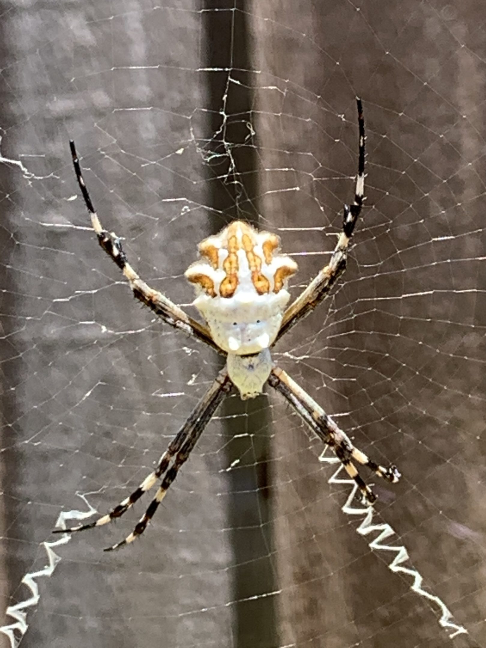 Argiope Argentata Silver Garden Spider USA Spiders