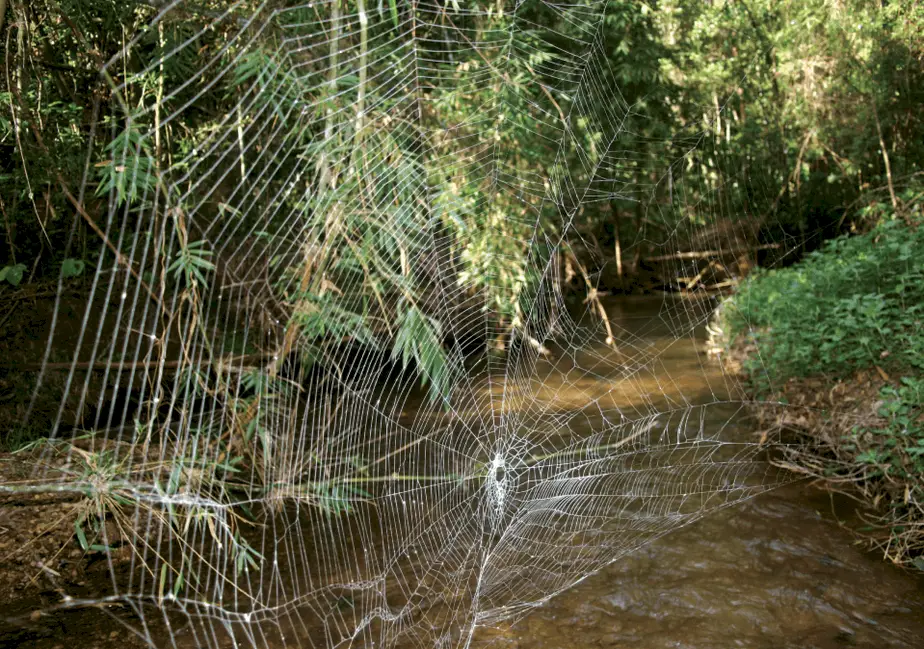 Caerostris darwini largest spider web in the world