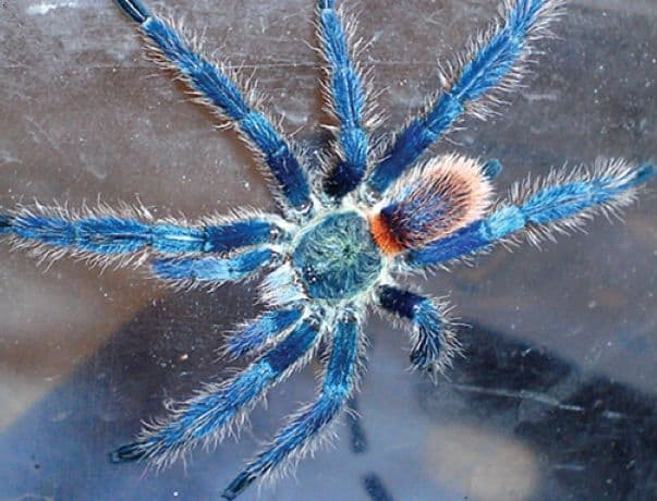 Dolichothele diamantinensis male blue colorful tarantula