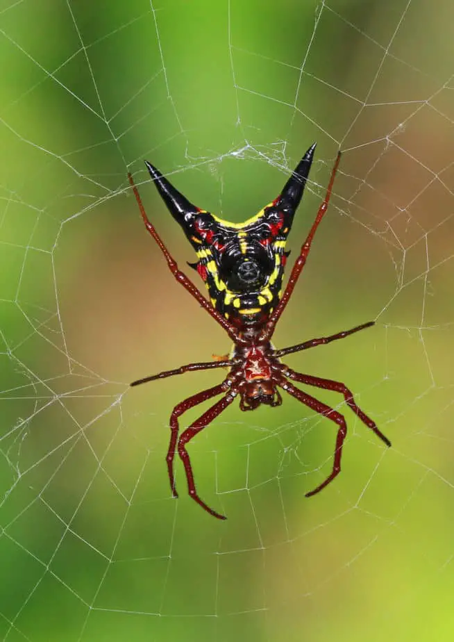 Dorsal view of a Micrathena Sagittata - Arrow-Shaped Orbweaver - Photo from below spider in web