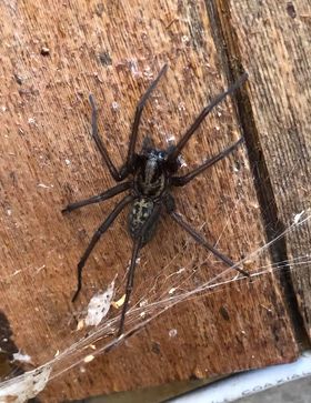 Giant house spider Eratigena atrica found by Thalia in Washington State