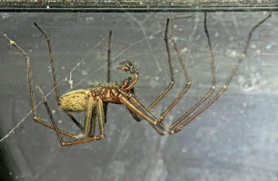 Eratigena atrica giant house spier upside down long legs brown spider in Washington State