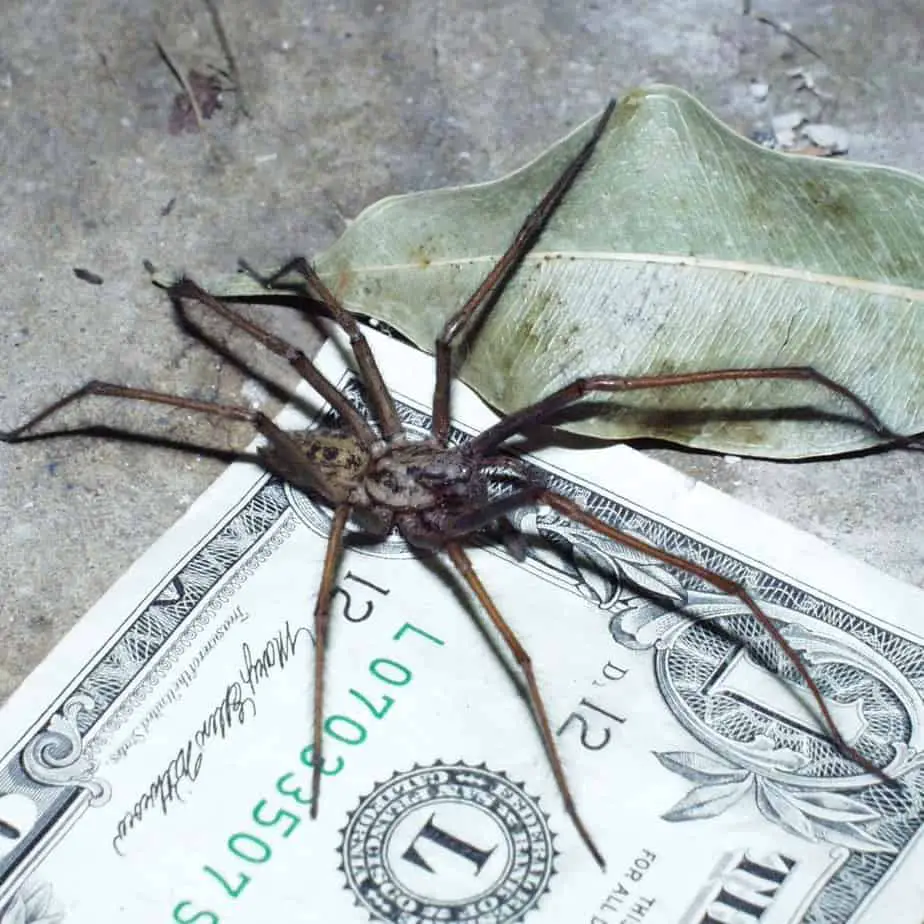 Eratigena atrica or duellica long legs brown size comparison with dollar