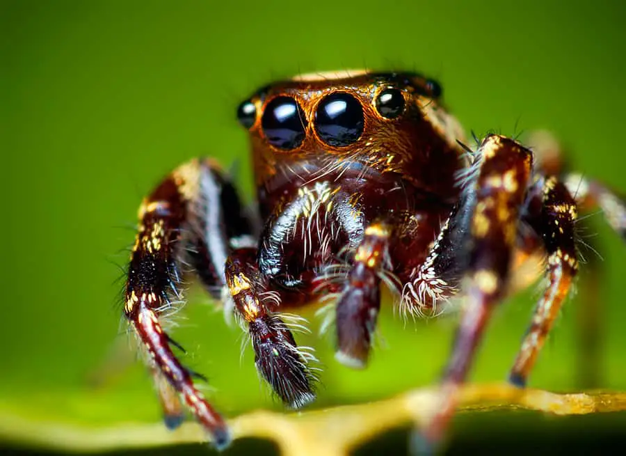 Eris jumping spider image closeup