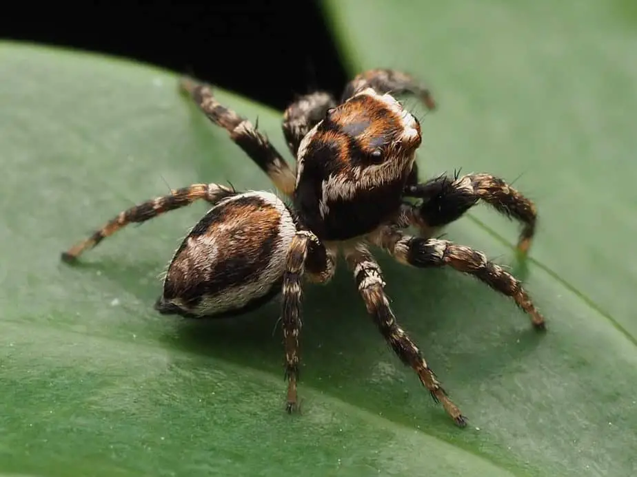 Evarcha hoyi brown jumping spider USA