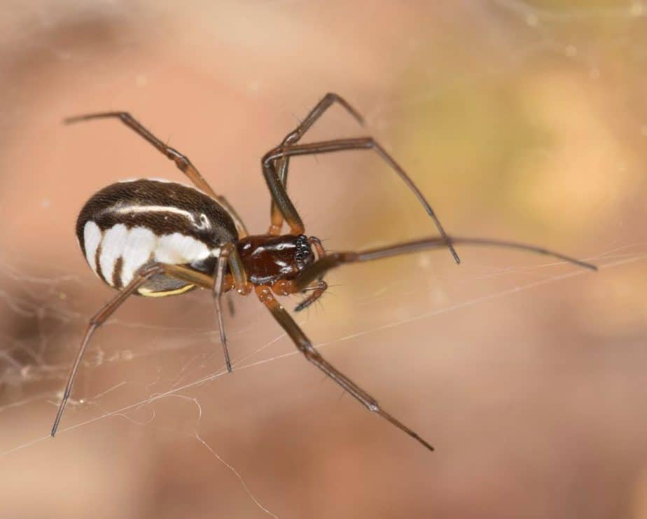 Female bowl and doily spider. Small spider with thin legs and white black and yellow abdomen