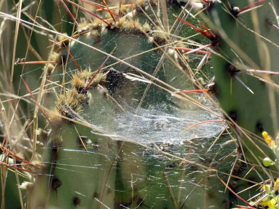 Frontinella Pyramitela - Bowl and Doily Spider web - dome-shaped with layer below